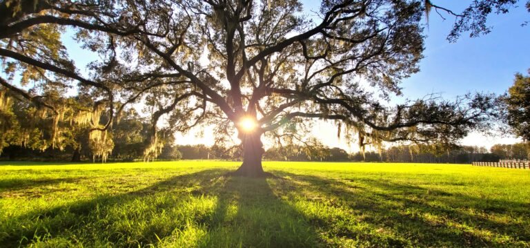 Gorgeous sunset through an ancient oak tree on the Heart D Farm in a green pasture field