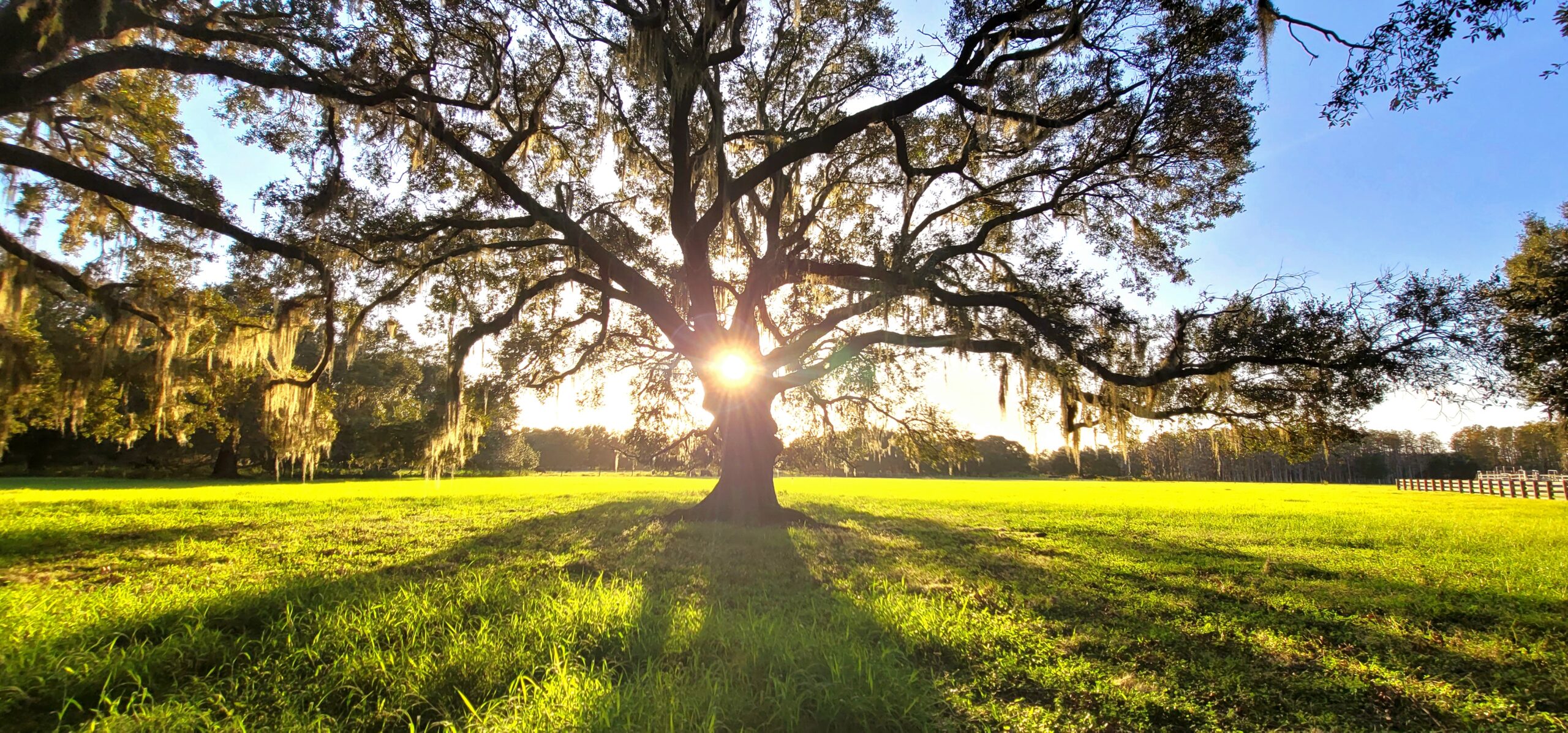 Gorgeous sunset through an ancient oak tree on the Heart D Farm in a green pasture field