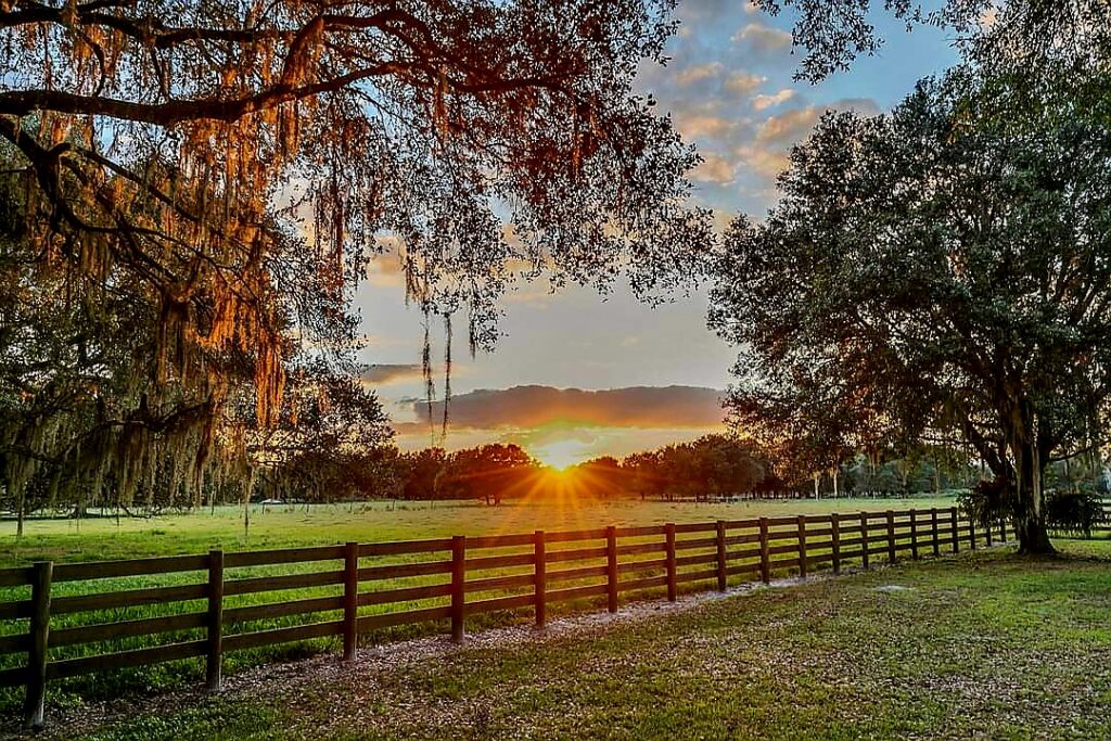 A beautiful sunset through the trees lined with green grass and a wooden four board fence.  The peace and serenity is unmatched.  